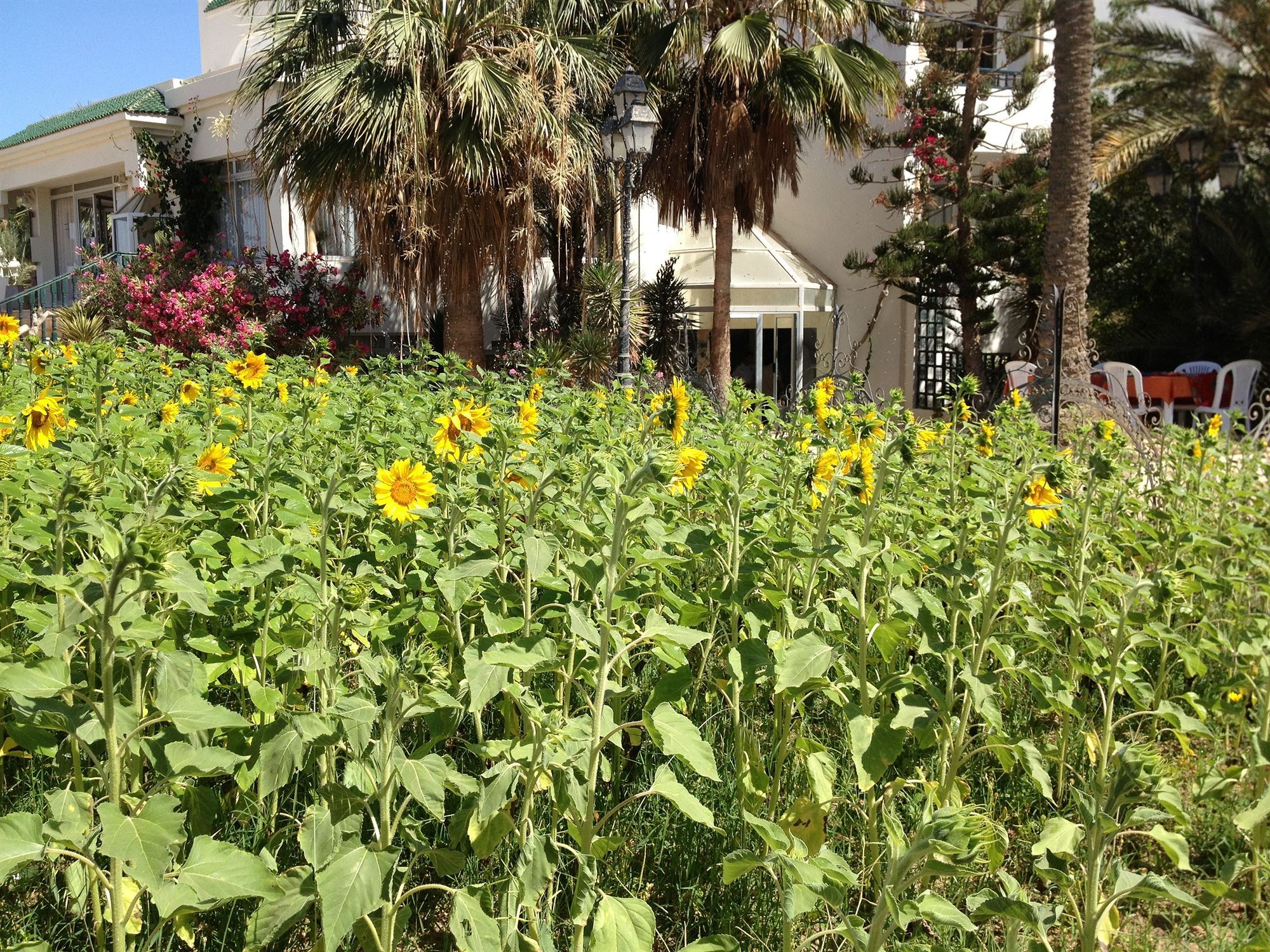 Hotel Djerba Orient Mezraia Luaran gambar